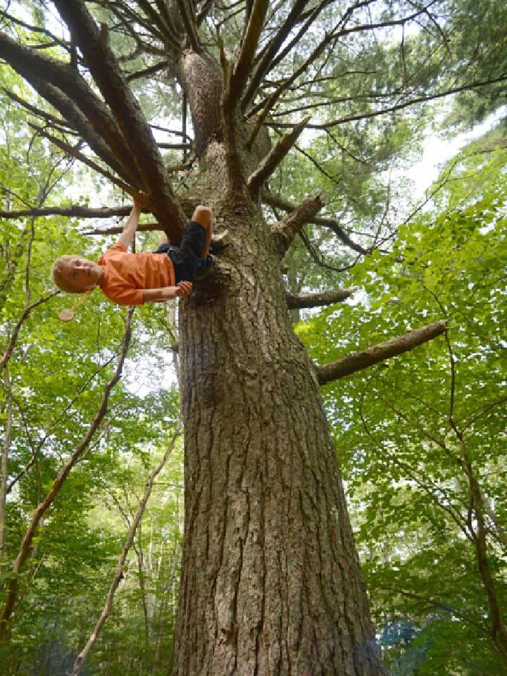A child playing in a tree in the 10-acre forested backyard at Treehouse Village Ecohousing. A great place to raise a family.