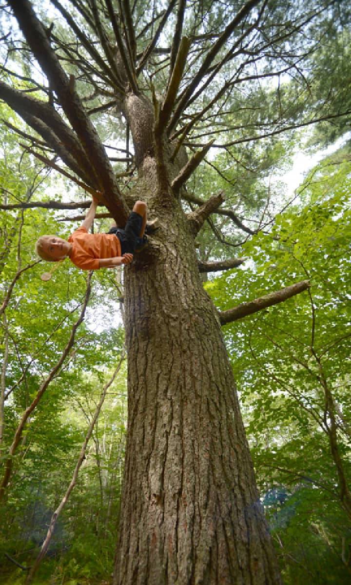 What is childhood if it doesn't involve climbing a tree - kids will get to climb trees all the time at Treehouse Village Ecohousing - where we have a forest for our backyard - a forest that we own so we know it will remain undeveloped